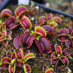 3 Venus Flytrap Plants Live in Pot, Random Different Cultivar, Starter Size, Easy to Grow Tropical Plant Terrarium Indoor Outdoor