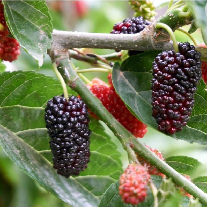 Mulberry Tree Live Plant for Planting 5 to 8 Inch Tall, Everbearing Mulberry Bush Live Plant, Mulberry Plant Live, Mulberries Fruit