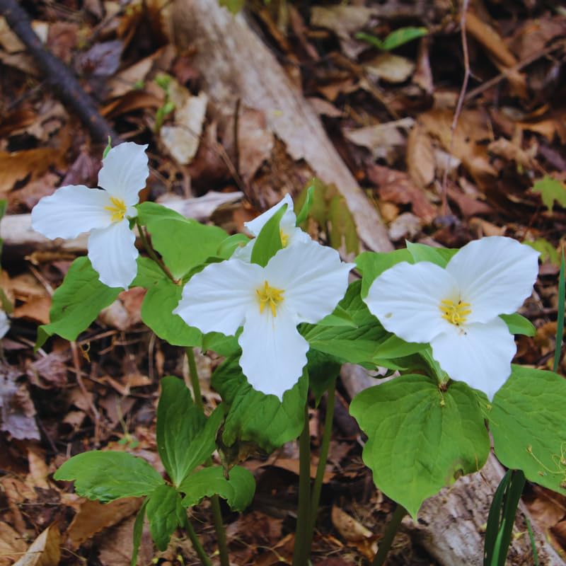 5 White Trillium Bulbs, Trillium Flower Bulbs, Trillium Bulb for Fall Planting, 5 Large Bulbs, Easy to Plant