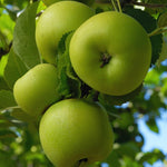 Green Apple Tree Live Plant, Starter Fruit Tree, 2-3 Ft Tall