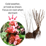2 Althea Rose of Sharon Hibiscus Shrubs Live Seedlings, Bareroots 1 to 2 Feet Tall, Hardy Perennial Flowering Bushes for Garden (Red)