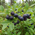 Black Huckleberry Live Plant in 5 Inch Pot, Sweet Black Berries Bush, Well Rooted Fruit Shrub for Garden and Container
