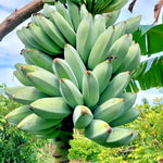 Ice Cream Banana Plant Tree Live, Cold Hardy 4-7" in Tall, No Pot, Outdoor Spring Planting, Rare and Sweet Banana Plants