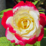 Roses Live Plant, Climbing Rose Plant Live from 5'' Tall, Bush Shrub Plants, Fragrant Flower Garden (Yellow Red)