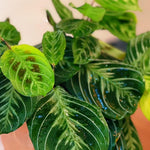 Lemon Lime Maranta Live Plant, 4-6'' Tall, Prayer Plant Live Indoor Plant, Maranta Plants, Rare Houseplant, Ready to Grow