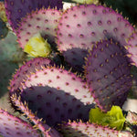 Live Purple Prickly Pear Cactus Plant, Prickly Pear Cactus Plants, 6-8 Inches Tall, Ready for Growing