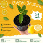Meyer Lemon Tree Plant Live Starter Size 2-4" in Tall in 4" Pot, Yellow Lemon Lime Citrus Fragrant for Outdoor Indoor Planting