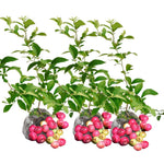 3 Blueberry Bush Live Plant to Grow, Blueberry Plants Live for Planting 5 to 9 Inch Tall, Sweet Blueberries Fruit for Home Garden (Pink Lemonade Blueberry)