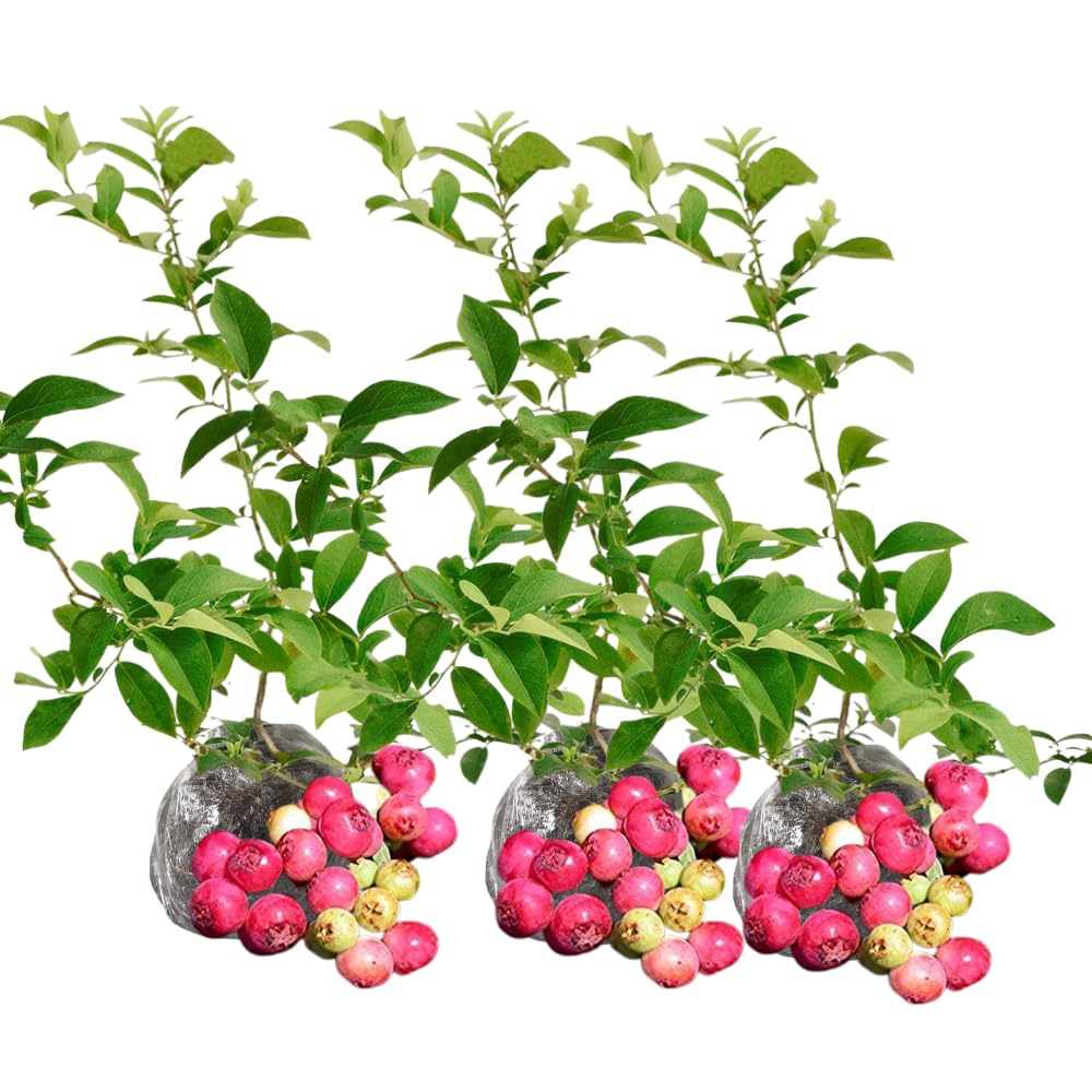 3 Blueberry Bush Live Plant to Grow, Blueberry Plants Live for Planting 5 to 9 Inch Tall, Sweet Blueberries Fruit for Home Garden (Pink Lemonade Blueberry)
