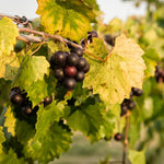 2 Muscadine Grape Vines Live Plants, Grape Plants Live for Planting, 4 to 7 Inc Tall