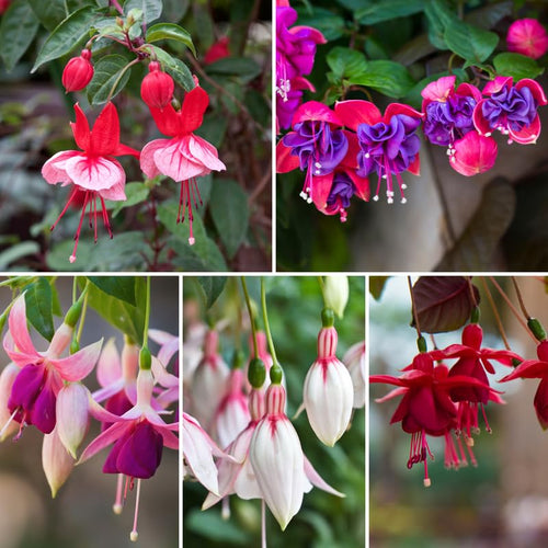 2 Mix Fuchsia Live Plants 4-7'' Tall, Hardy Hanging Basket Flower Plant, Shade Loving Blooming Fuchsia Starter Plants