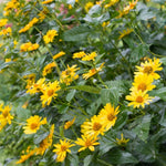 1/2 Lb Jerusalem Artichoke Tubers for Planting, Artichoke Bulbs Sunchoke Sunroots