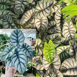 Pack 2 Silver Dragon Alocasia Live Plant for Planting, Indoor Houseplant Alocasia Plant Live, 5 to 7 Inc Tall, Bare Root, Alocasia Colocasia Taro Plant for Ornamental Plants