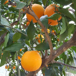 Navel Orange Live Plant in 1 Gallon Pot, Sweet Orange Tree 24-30 Inch Tall, Citrus Fruit Tree for Planting Outdoor Garden