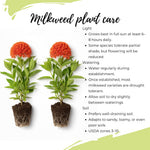 2 Orange Milkweed Plants Live, 5-8 Inch Tall, Butterfly Milkweed Asclepias Tuberosa Plant for Perennial Flower