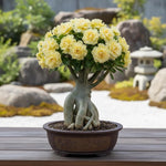 02 Double Yellow Desert Rose Live Plants, Starter Adenium 3-6 Inches Tall, No Pot, No Flower, Tropical Flowering Succulent Plants for Indoor Outdoor Growing