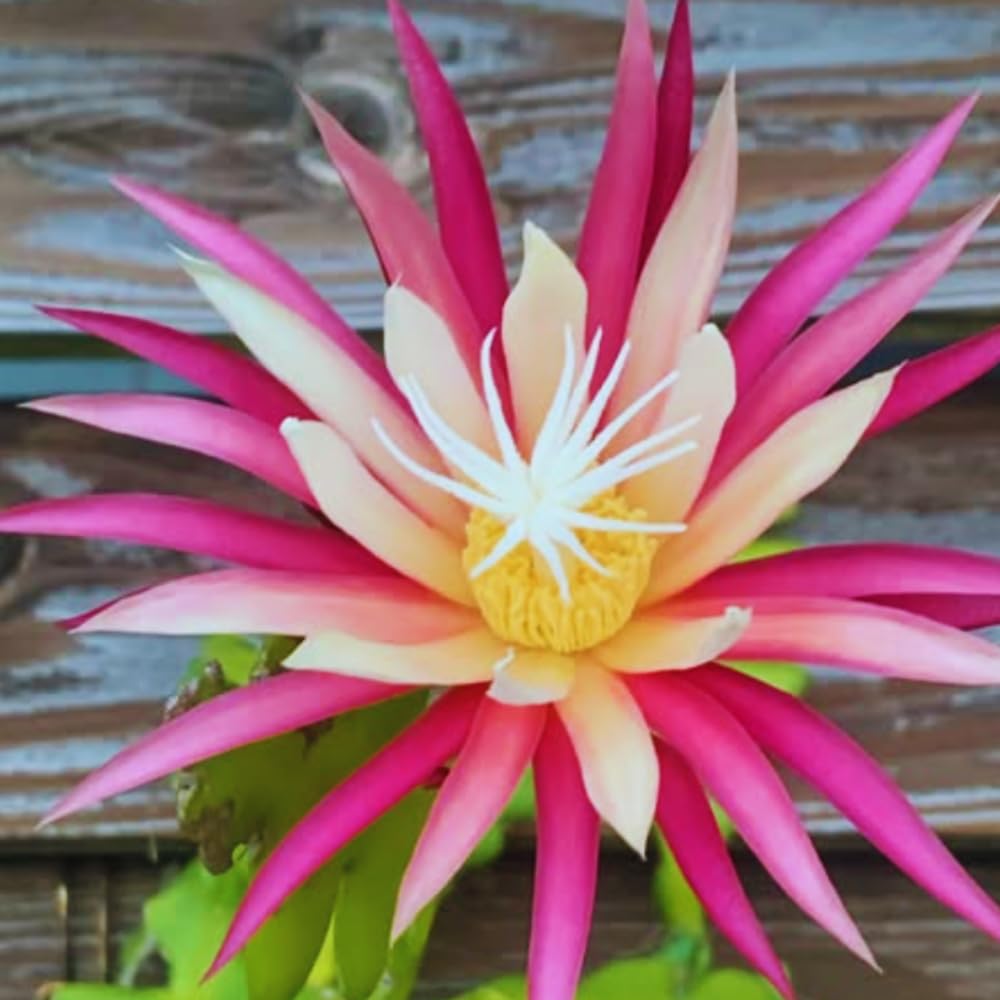 Fishbone Cactus Plant Live, Succulents Plant Live, 4 Inches Pot, Houseplant, Pink Epiphyllum Flower Cactus Live Plant for Home Decoration