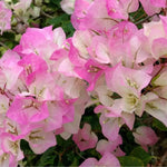 2 Double Delight Bougainvillea Plants Live, Flowering Bougainvillea Vine 4-8 Inc Height, Climbing Plant for Outdoor Garden and Trellis