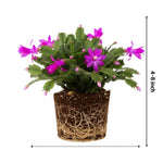 Christmas Cactus Plants Live, Flowering Thanksgiving Cactus with Vibrant Blooms, 4-7'' Tall, Easy-Care Indoor Houseplant (Purple Blooms)