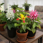 Set 3 Shrimp Plant Live, Live Shrimp Shrubs Plant, Assorted Flower, 5-7 Inches Tall, Easy Care Houseplant, Fragrant Blooms, Indoor Outdoor Growing