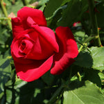 Rose Bush Live Plant, Heirloom Rose Plant Live for Planting, 5-8 Inch Height, Reblooming Shrub (Red Rose)