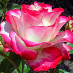 Delight Rose Bush Live Plant, Rose Plant Live for Planting, 5-10 Inch Tall, Fragrant Flowers Well Rooted Starter Plant Indoor Outdoor
