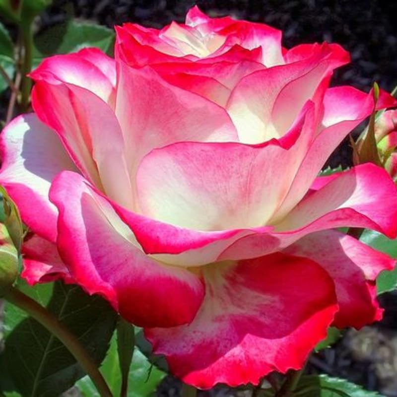 Delight Rose Bush Live Plant, Rose Plant Live for Planting, 5-10 Inch Tall, Fragrant Flowers Well Rooted Starter Plant Indoor Outdoor