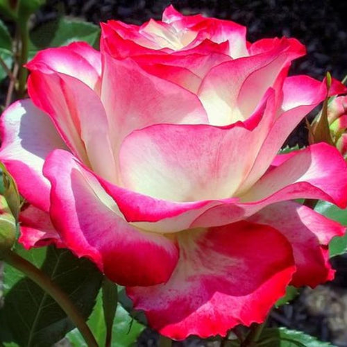 Delight Rose Bush Live Plant, Rose Plant Live for Planting, 5-10 Inch Tall, Fragrant Flowers Well Rooted Starter Plant Indoor Outdoor