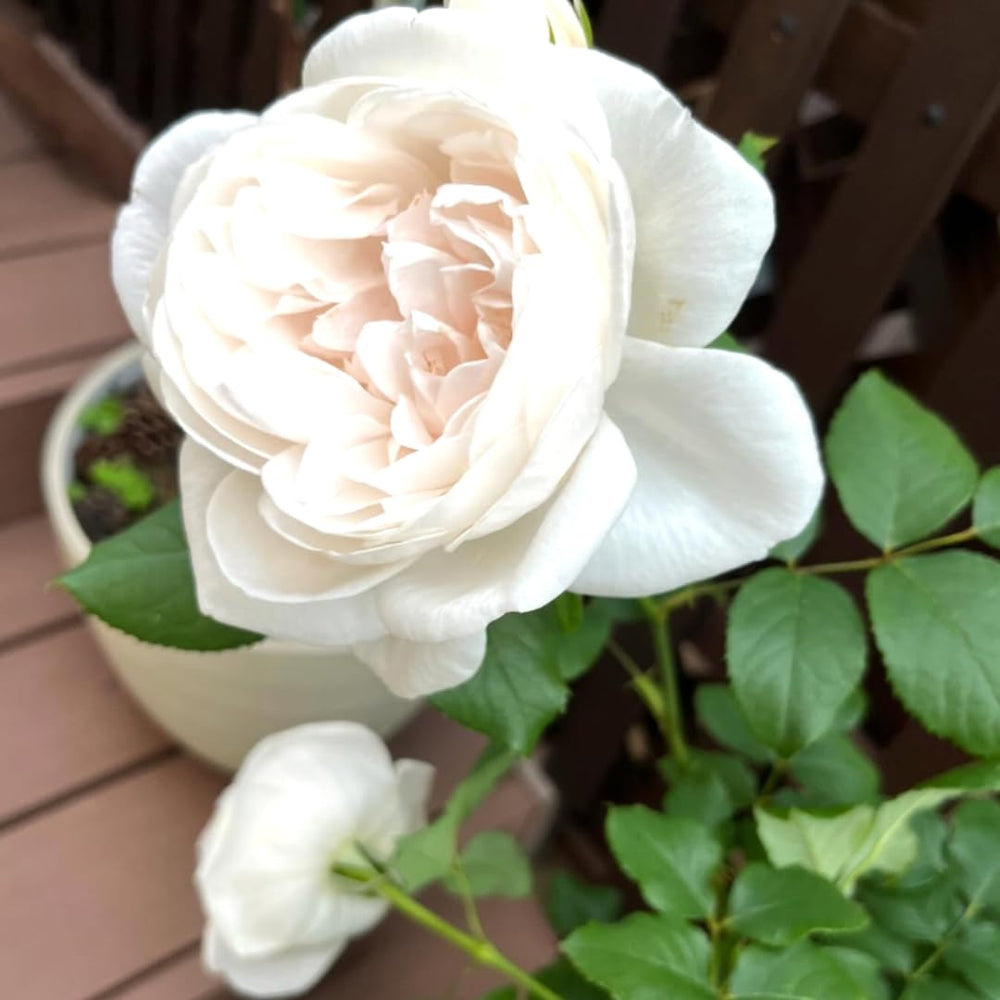 Climbing Roses Live Plants, Rose Bushes Ready to Planting, No Pot, Cut Back, Well Rooted, 6-8 Months Old (White)