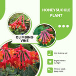 Major Wheeler Honeysuckle Plant Vine Seeds