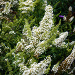 Pack 2 Butterfly Bushes Live Plant, Fragrant Buddleia Bush Shrub, 4 to 9 Inch Tall (White Blooms)
