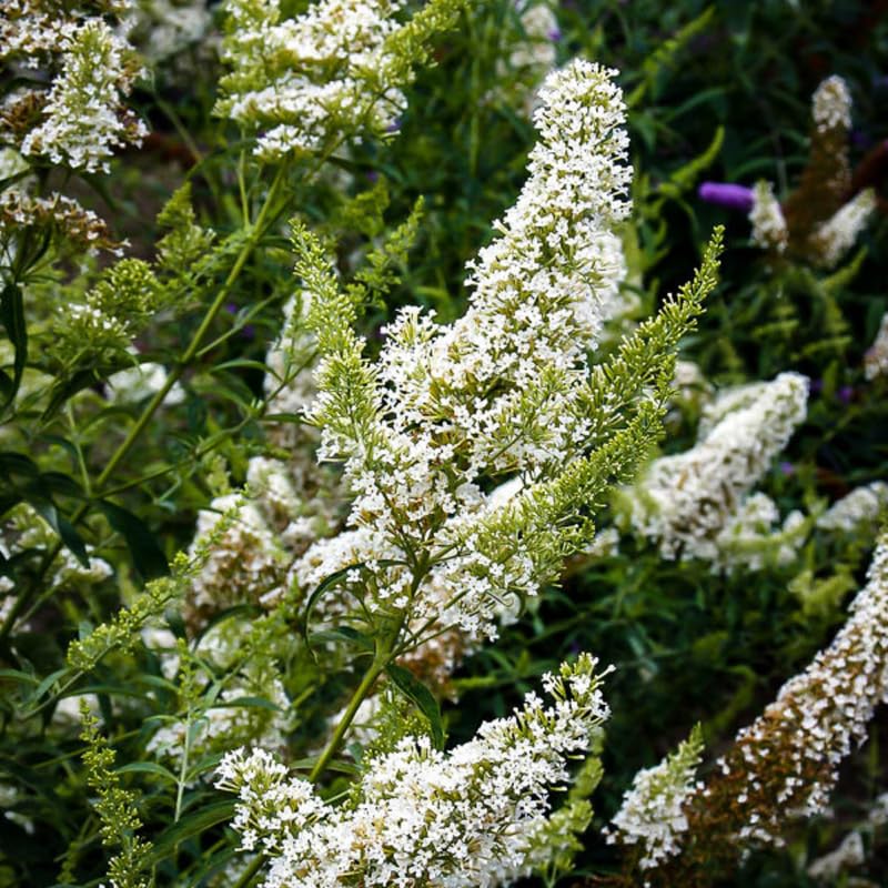 Pack 2 Butterfly Bushes Live Plant, Fragrant Buddleia Bush Shrub, 4 to 9 Inch Tall (White Blooms)