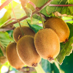 Set of 4 Hardy Kiwi Plants Live, 4-6 Inch Tall, Cold Hardy Kiwi Vine Starter Plants for Outdoor Growing