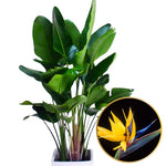 2 Yellow Bird of Paradise Live Plants, Strelitzia Reginae Well-Rooted Tropical Perennial Blooming, 5-9 Inches Houseplant Decor Indoor Outdoor, No Pot