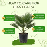 Palm Tree Live Plant, Fully Rooted in 3 Gallon Pot, Rare Tropical Plant Live for Indoor or Outdoor Growing, Giant