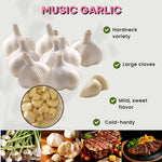 1 Pound Hard Neck Garlic for Planting in Spring, Music Garlic Bulb for Planting, Fresh and High Yield, Cold Hardy, Planting Softneck Hardneck
