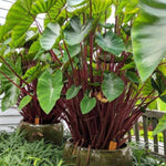 Colocasia Elephant Ears Live Plant, Alocasia Plant, Esculenta Taro Live Houseplant, 5-7 Inc Tall (Green Leaf, Red Stem)