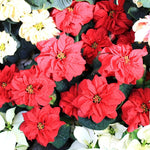 2 Multi Varieties Poinsettia Plants Live, Winter Red Rose Poinsettia Flowers for Holiday Christmas Gift, Decoration Houseplant 5-10" in Tall, No Pot