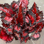 Set of 2 Begonia Angel Wing Maculata Live Plants, 5-9 Inch Tall, Red Polka Dot Begonia for Home and Garden Decor