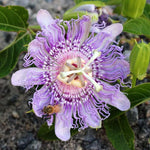 Light Lavender Passion Flower Plant Live, Passiflora Flowering Vine, Trailing Passion Flowers 4 to 8 Inch Tall