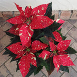2 Multi Varieties Poinsettia Plants Live, Stripes Red Poinsettia Flowers for Holiday Christmas Gift, Decoration Houseplant 5-10" in Tall, No Pot