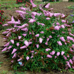 Butterfly Bush Plant Live, Perennial Buddleia Bushes Ready to Grow Outdoor 4-8 Inches (Pink Buddleia)