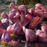 Green Red Nepenthes Pitcher Plant Live in Pot, Pond Plant, Exotic Tropical for Indoor Outdoor Décor, Easy to Grow, Rare Variety, 7 Months Old