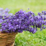 Set 2 Phenominal Lavender Plants Live, Lavender Flower Plant, 5 to 7 Inc Tall Gardening Indoor Outdoor