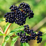2 Black Elderberry Plants Live to Grow 6 to 12 Inch Tall, American Elderberries Bush, Berry Fruit Tree