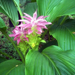 2 Ginger Curcuma Turmeric Plants Live 4-6 Inch Tall, Ginger Plant Live for Planting