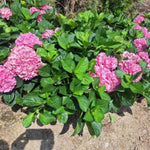 Hydrangea Plant Live Tree, Blue Purple to Pink Color Bloom, 5-10" Well-Rooted Hydrangea Shrub Bush for House Planting Outdoor, Dormant