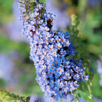2 Butterfly Bush Live Plants, Light Buddleia Shrubs, 5–9 Inch Tall, Fragrant Flowering Shrubs, No Pot