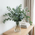 Eucalyptus Plant Live, Silver Eucalyptus Plant, 5-7 Inc Tall, Fragrant Foliage, Cold Hardy Tree for Indoor Outdoor Garden Growing