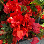 3 Bougainvillea Vine Plants, Bougainvillea Plants Live for Outdoor Landscaping and Containers, 4-7 Inch Tall Well-Rooted, No Pot (Red Bougainvillea)
